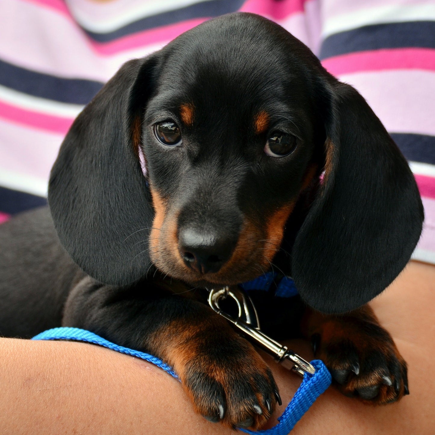 Handmade Dachshund Keychain, Dachshund Mom, Dachshund Gift, Pet Keychain, Dachshund Dog, Dog Mama, Dachshund Gifts, Dog Memory Gift, Dog Mom