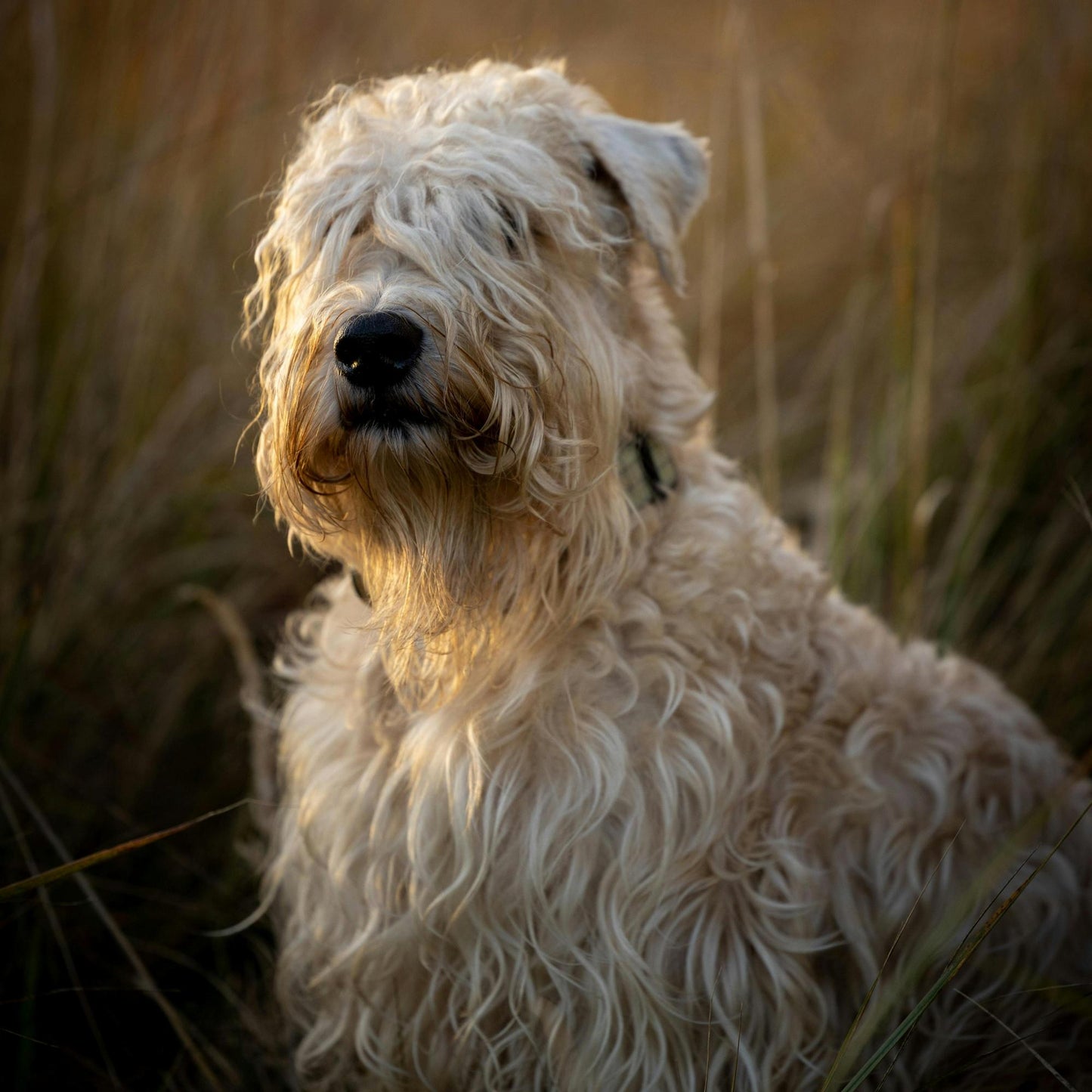 Wheaten Terrier Keychain, Wheaten Terriers, Wheaten Terrier Gifts, Wheaten Terrier Gifts, Life is Better with a Dog, Initial Keychain