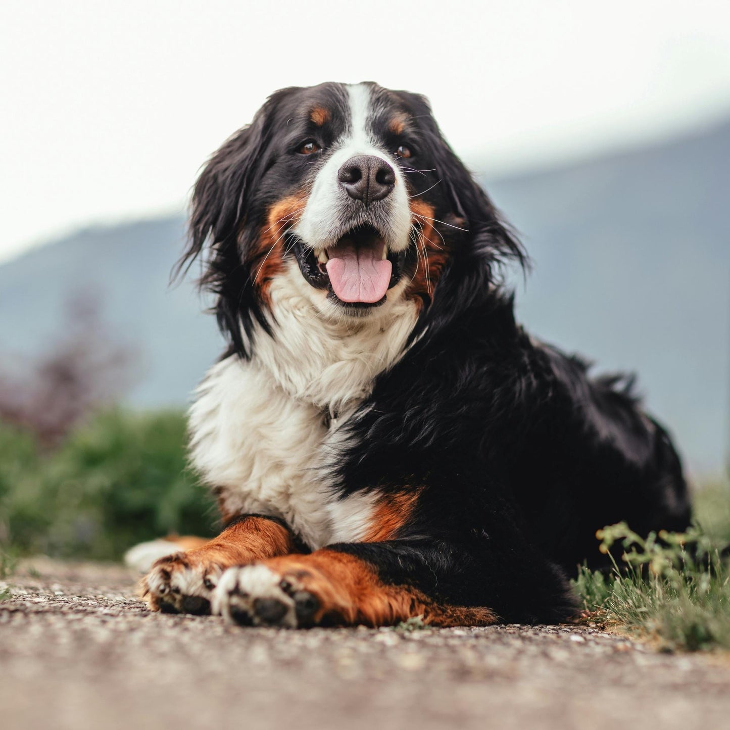 Handmade Bernese Mountain Dog Keychain, Dog Mom, Bernese Mountain Dog Gifts, Pet Keychain, Bernese Mountain Dog Accessories, Dog Memory Gift