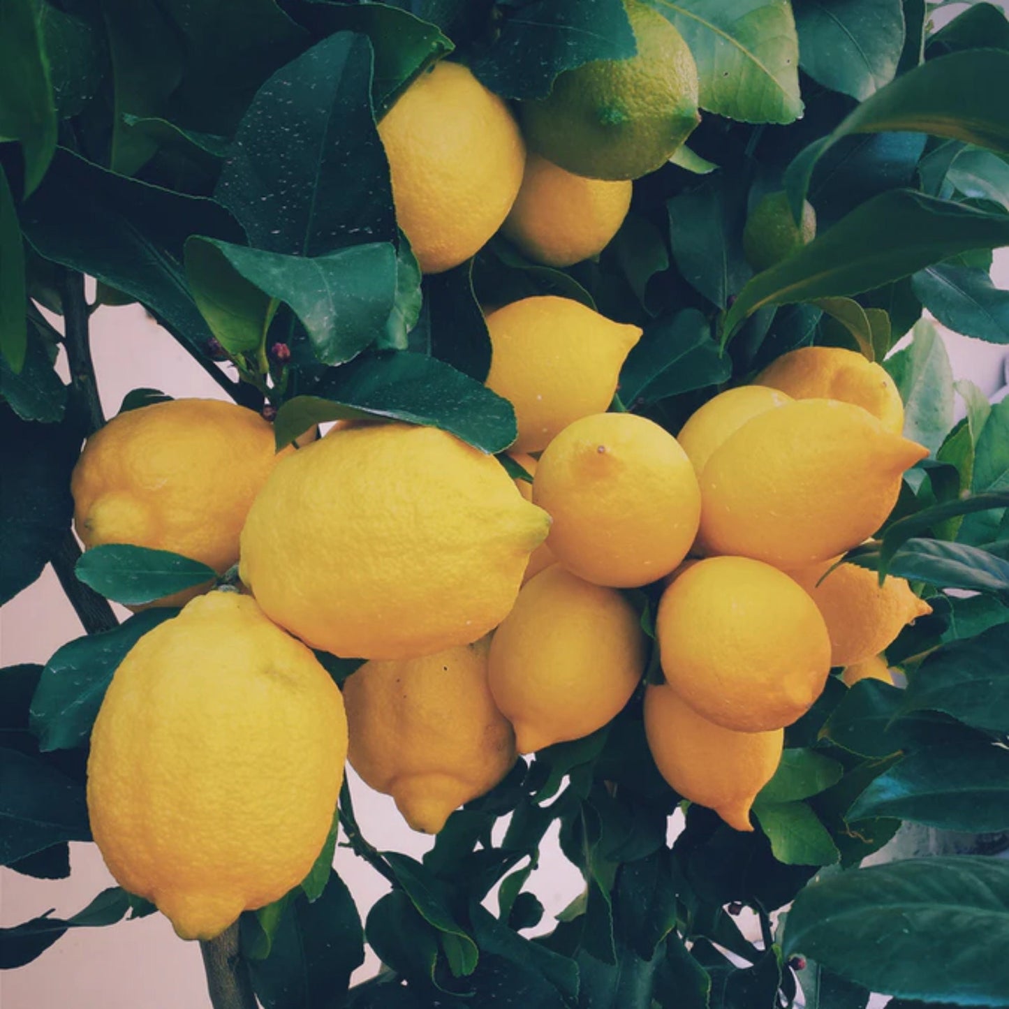 Handmade Lemon Keychain, Ribbon Keychain, Popular Right Now, Keyfob Wristlet, Soul Sister Gift, Get Well Gift, Moving Away Gift, Lemons