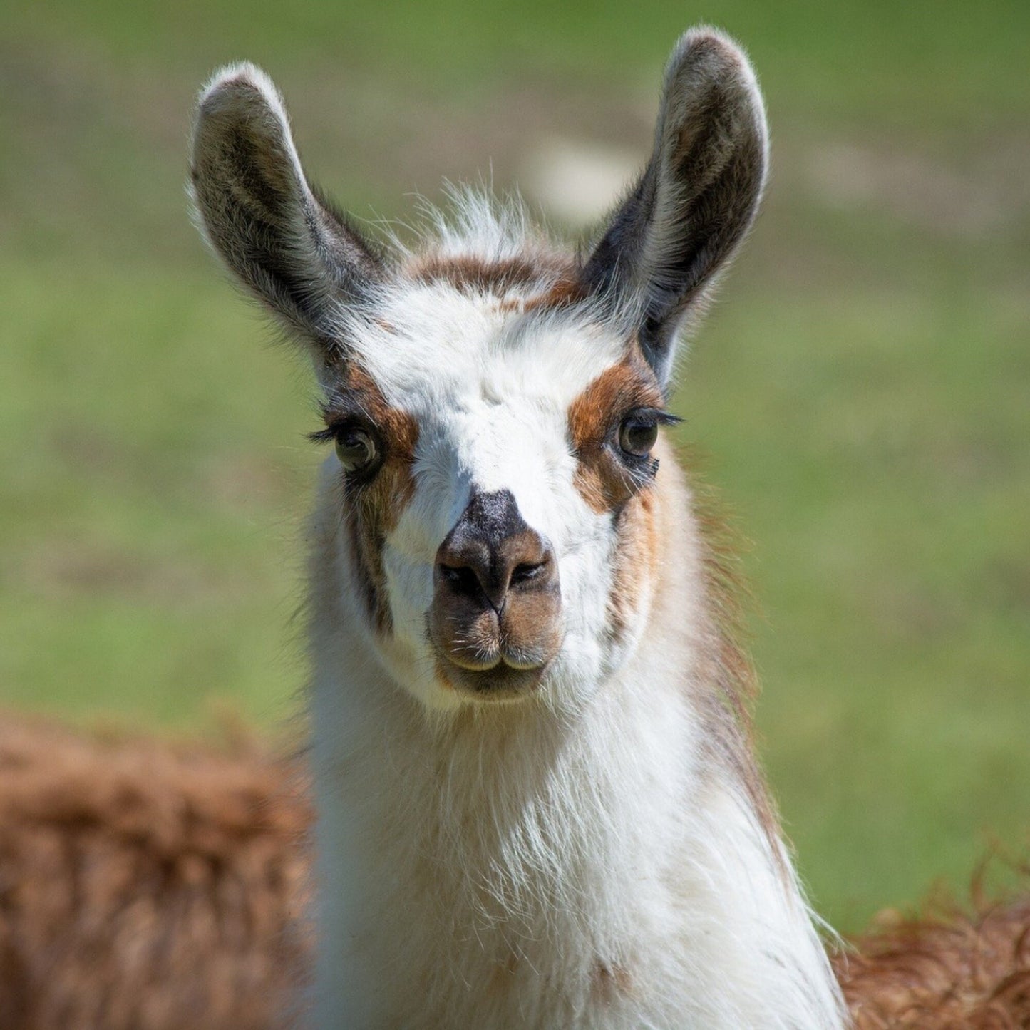 Llama Keychain, Llama Gifts, Llama Gift, Popular Right Now, Personalized Gift, Llama Baby Shower, Personalized Keychain, Luggage Tag, Llama