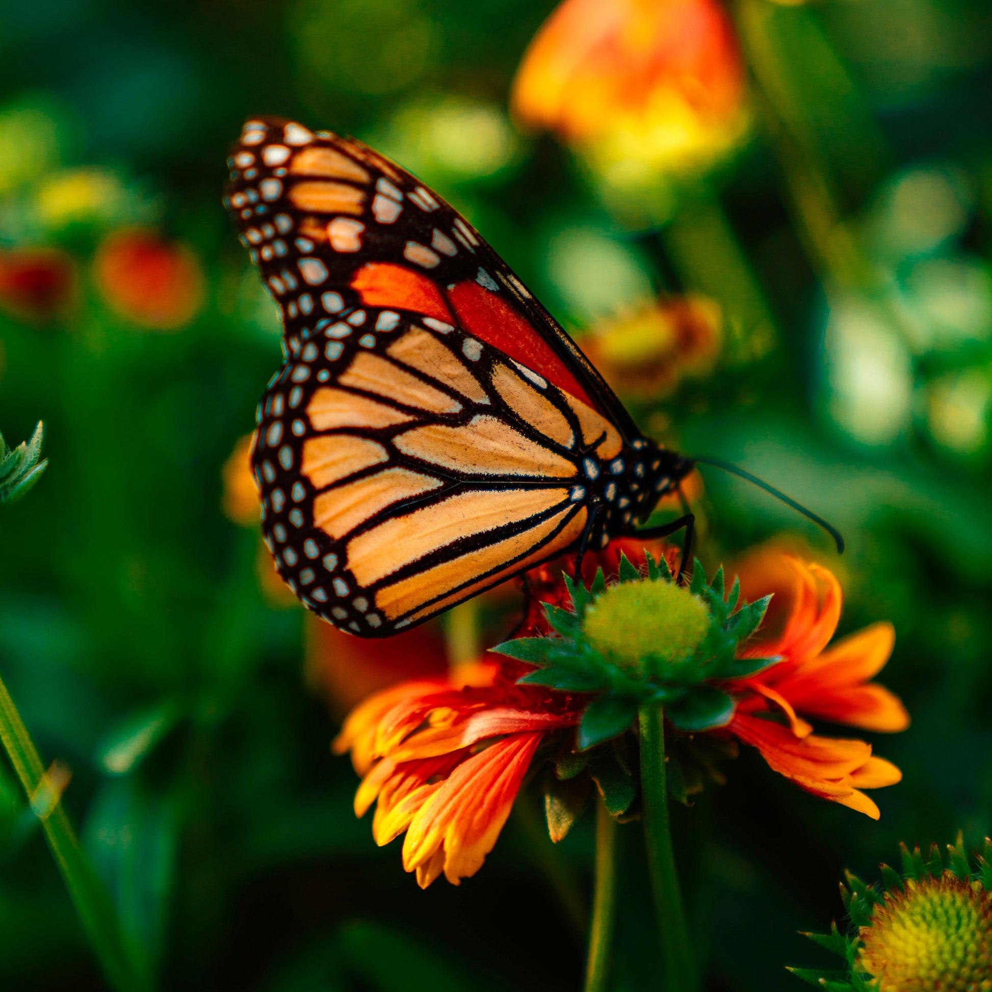 Butterfly Keychain, Butterfly Gifts, Butterfly Gift, Popular Right Now, Monarch Butterfly, Initial Keychain, Luggage Tag, Cheer up Gift