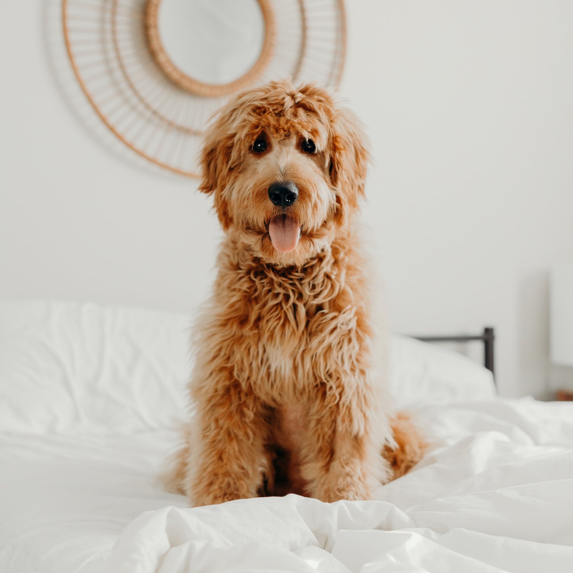 Handmade Golden Doodle Keychain, Doodle Mom, Golden Doodle Gift, Popular Right Now, Personalized Gift, Personalized Keychain, Luggage Tag