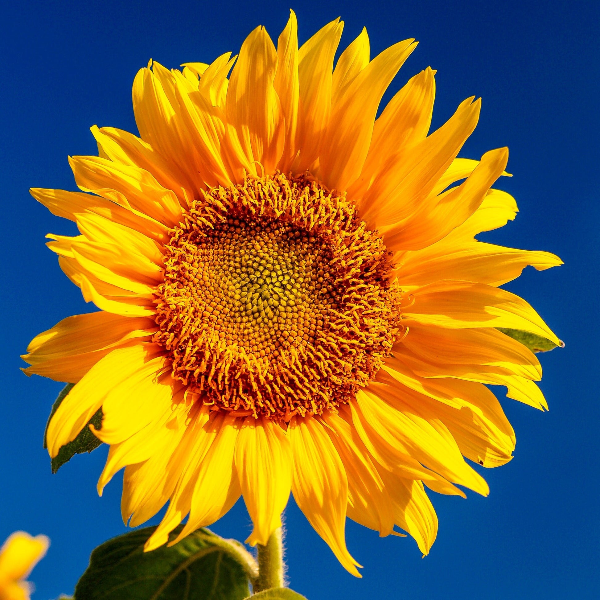 Handmade Sunflower Keychain, Sunflowers, Customizable Keychain, Personalized Initial Keychain, Luggage Tag, Moving Away Gift, Step Mom Gift