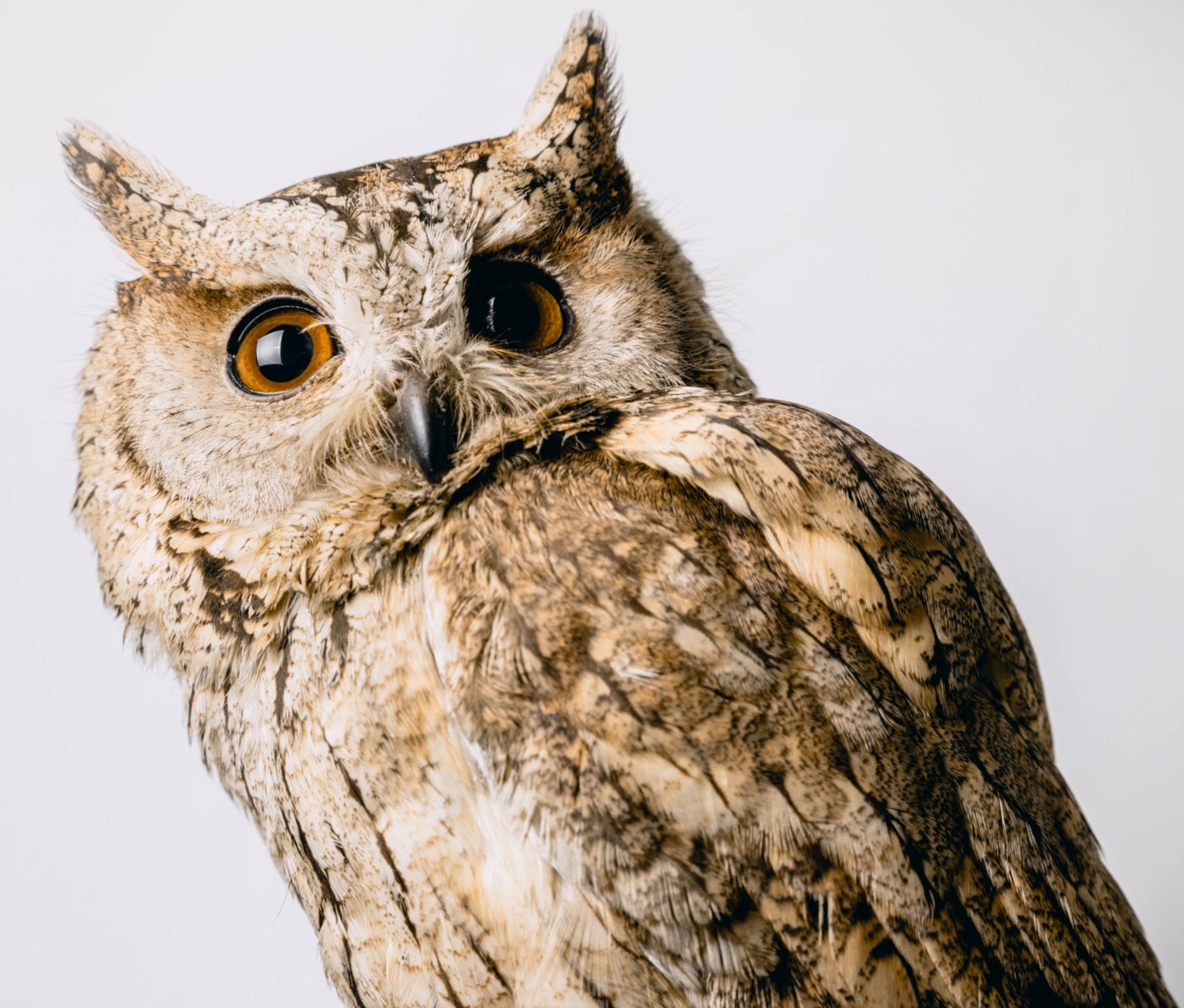 Handmade Owl Keychain, Owl Gift, High School Teacher, Customizable Keychain, Personalized Keychain, Luggage Tag, Teacher Retirement Gift