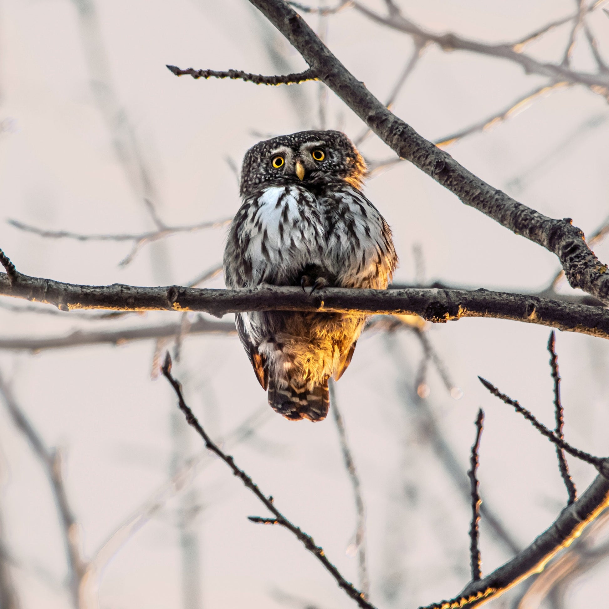 Handmade Owl Keychain, Owl Gift, High School Teacher, Customizable Keychain, Personalized Keychain, Luggage Tag, Teacher Retirement Gift