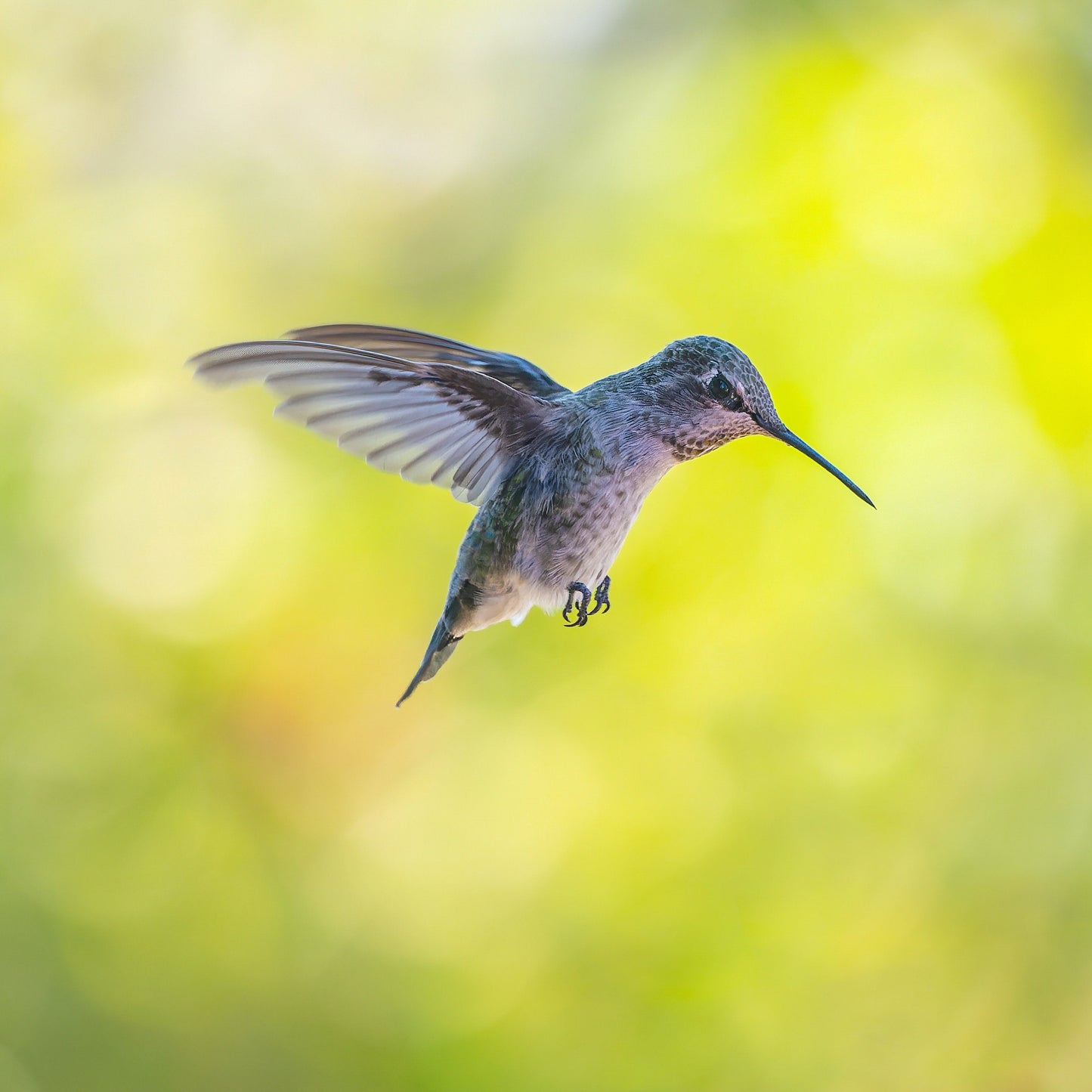 Handmade Hummingbird Keychain, Hummingbirds, Customizable Keychain, Personalized Keychain, Luggage Tag, Bird Keychain, Hummingbird Gifts