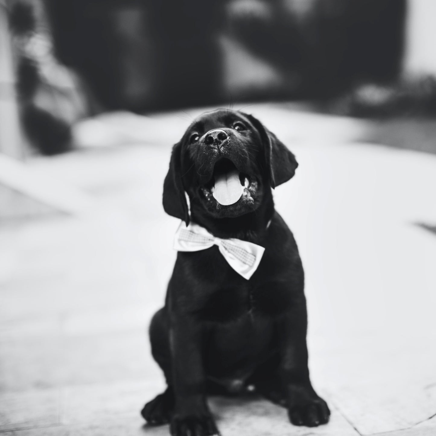 Handmade Dog Keychain, Adopt a Pet, Personalized Keychain, Luggage Tag, Dog Mom, Initial Keychain, Dog Mom Gift, Dog Sitter, Veterinarian