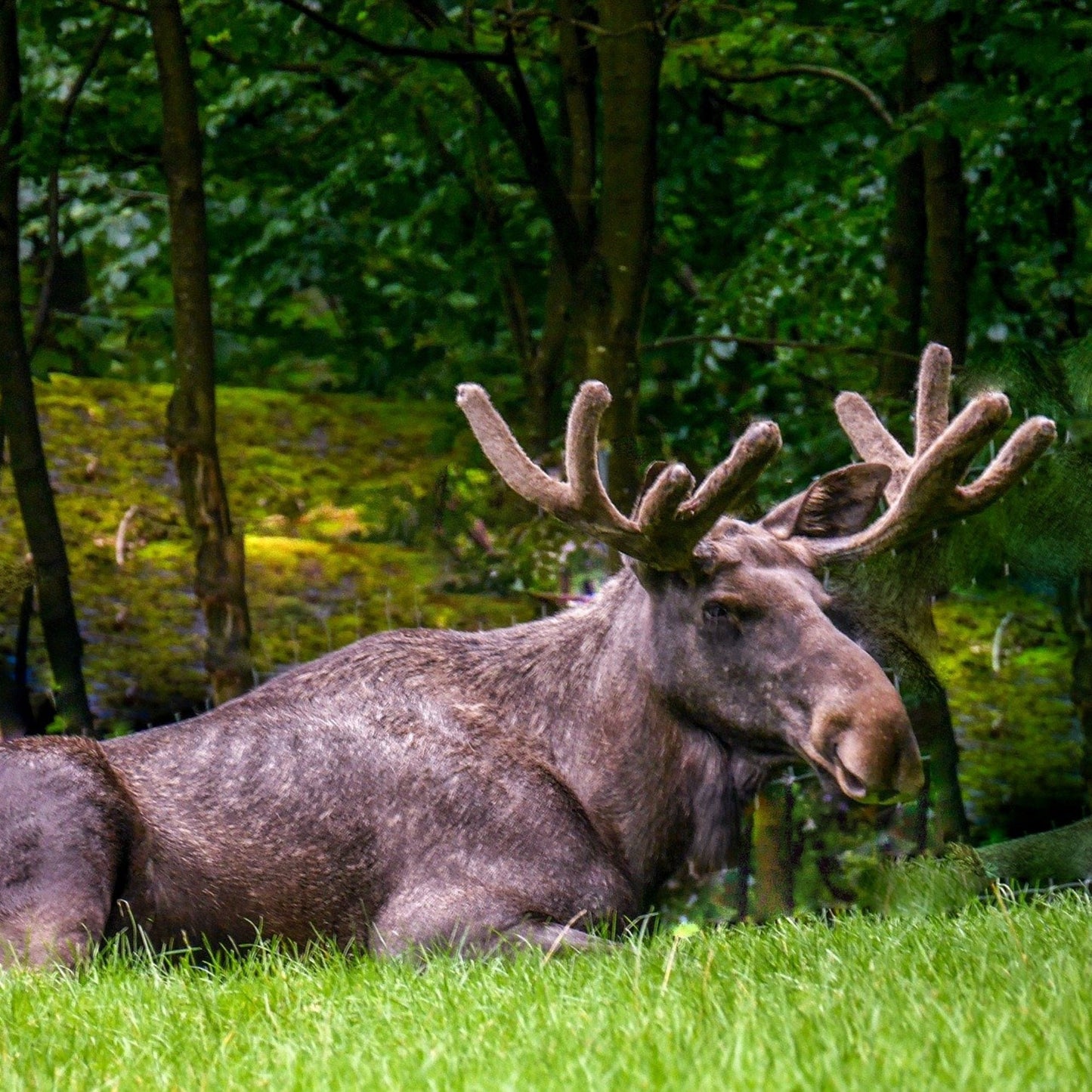 Handmade Moose Keychain, Wristlet Keychain, Moose Gifts, Popular Right Now, Cheer Up Gift, Moving Away Gift, Cousin Gifts, Moose, Wildlife