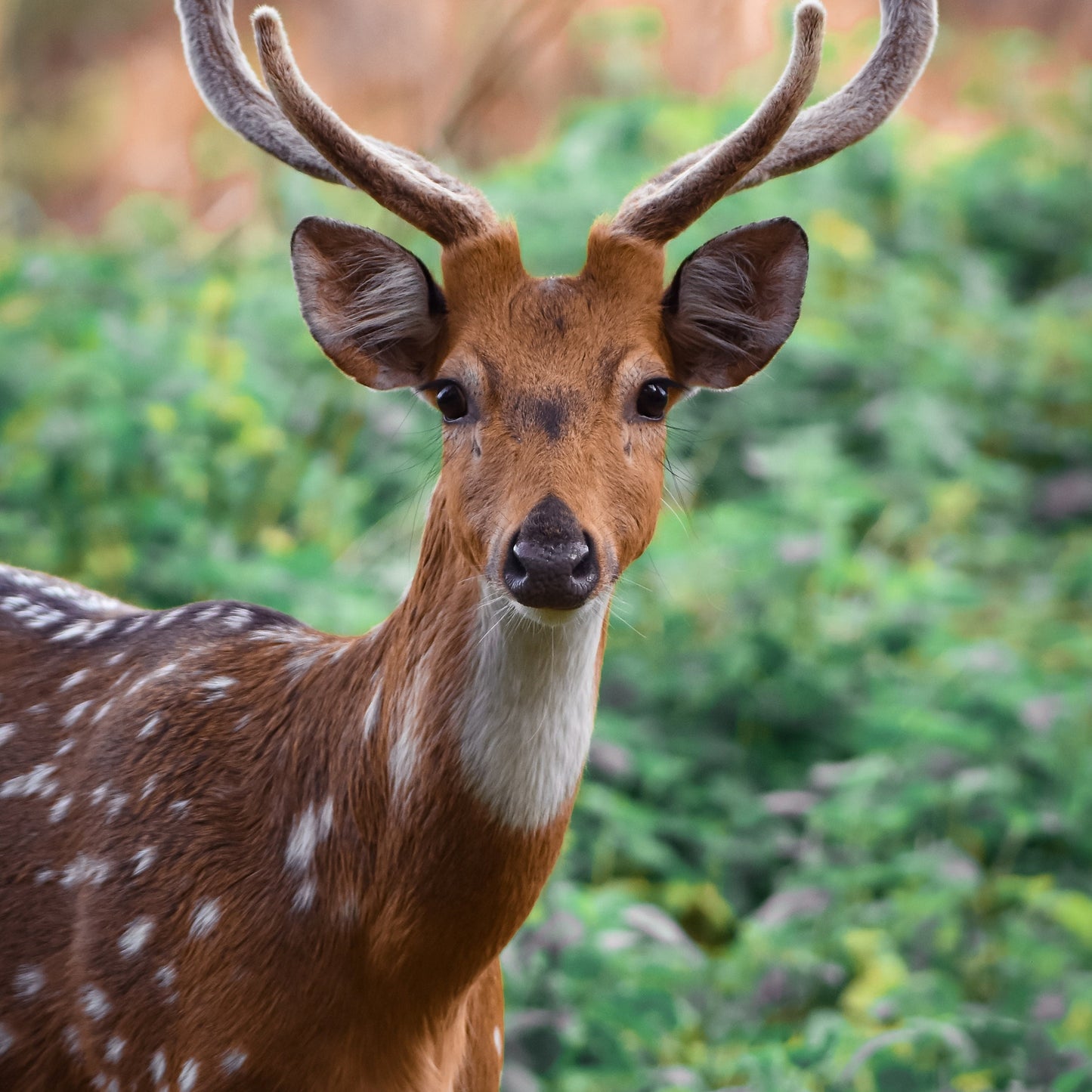 Handmade Deer Keychain, Deer Gifts, Hunting Gifts for Men, Personalized Gift, Personalized Keychain, Luggage Tag, Hunting Gifts, Outdoorsy