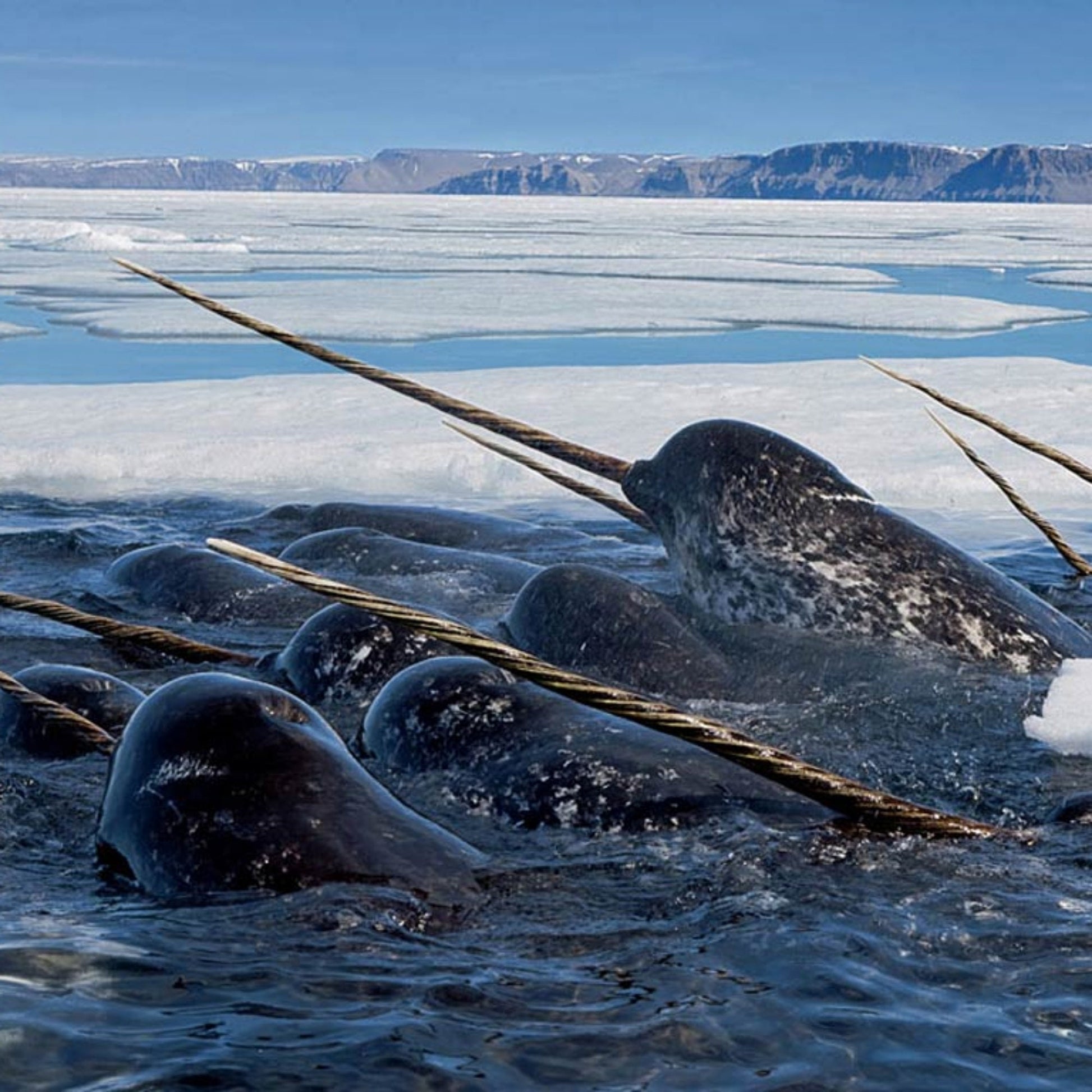 Handmade Narwhal Keychain, Narwhals, Narwhal Party Gift, Customizable Keychain, Personalized Keychain, Narwhal Baby, Tween Gifts Girls