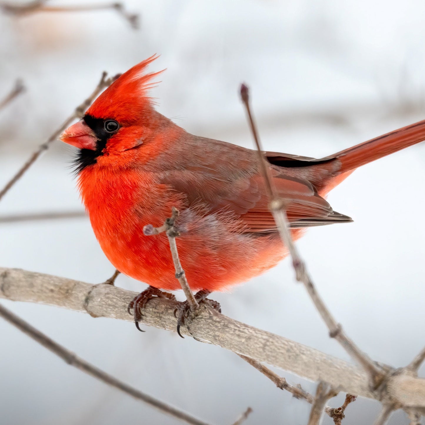 Red Cardinal Keychain, Cardinal Gift, Missing You, Cardinals Appear, Initial Keychain, Cardinal Gifts, Secretary Gift, Christmas Cardinal