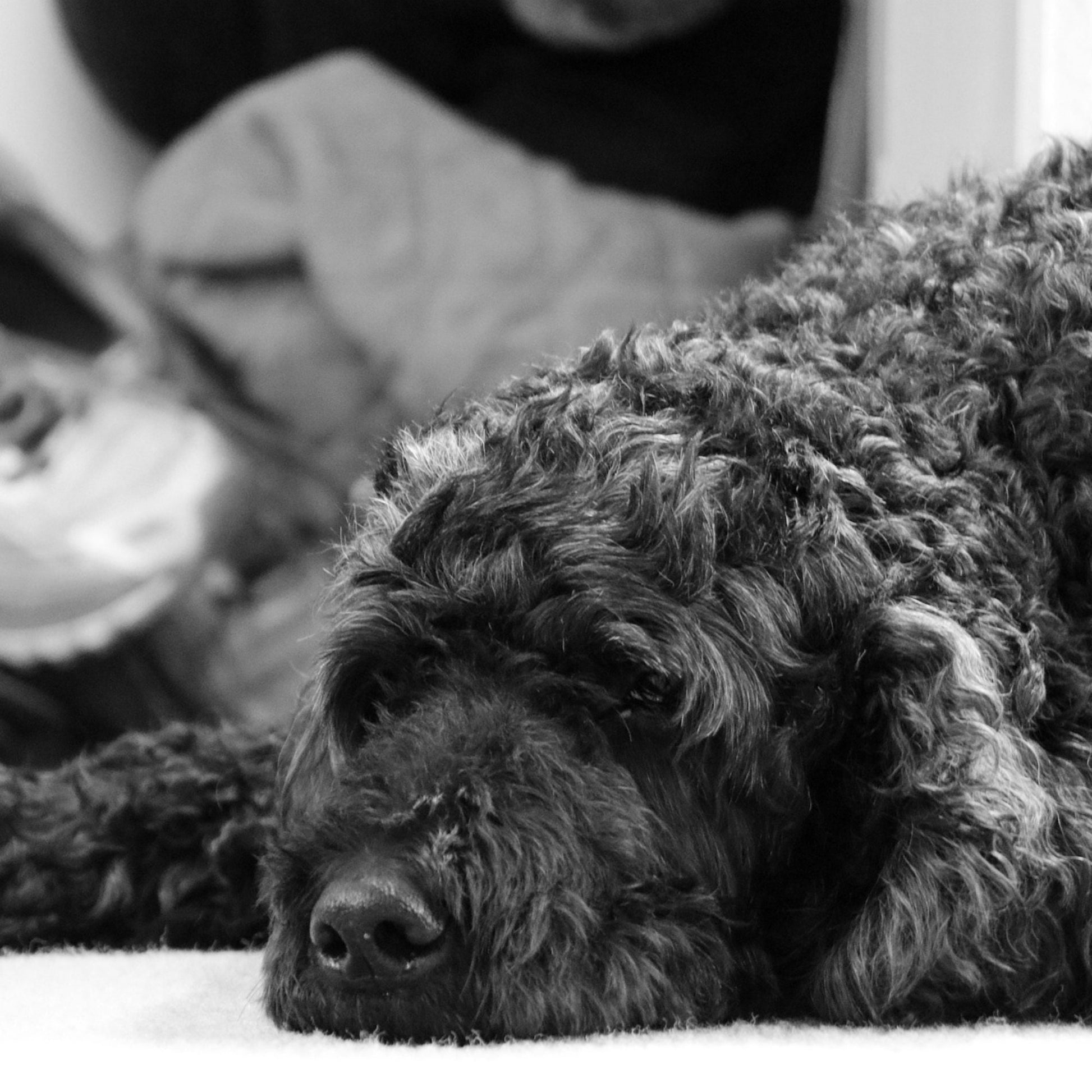 Handmade Black Goldendoodle Keychain, Doodle Mom, Golden Doodle Gift, Popular Right Now, Personalized Gift, Tween Girl Gifts, Doodle Mama