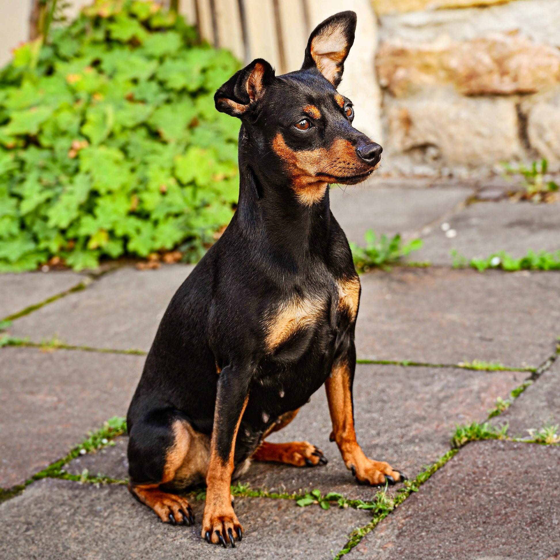 Handmade Miniature Pinscher Keychain, Doberman Gifts, Mini Pinscher, Doberman Pinscher, Personalized Gift, Personalized Keychain, Dog Mom
