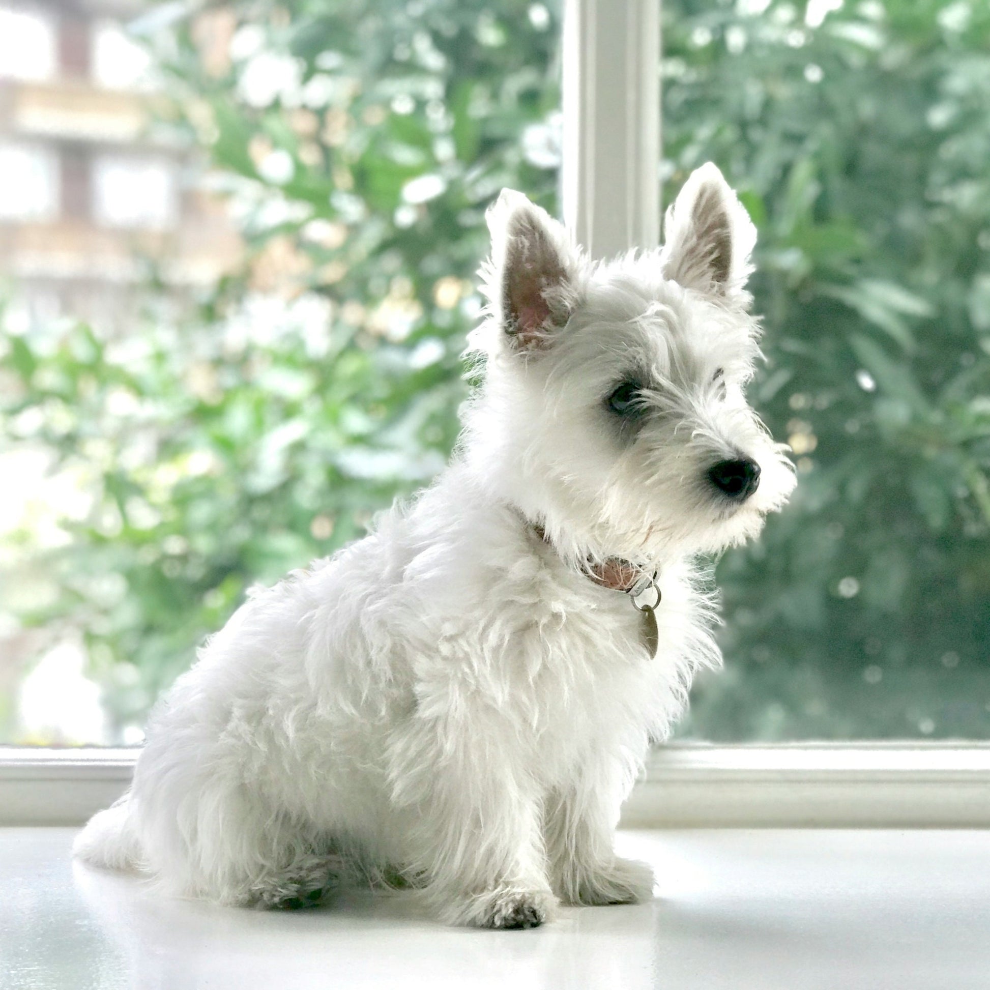 Handmade Westie Keychain, Westie Mom, Westie Gifts, Pet Keychain, Westie Mama, Dog Mama, Luggage Tag, Westie Dog, West Highland Terrier