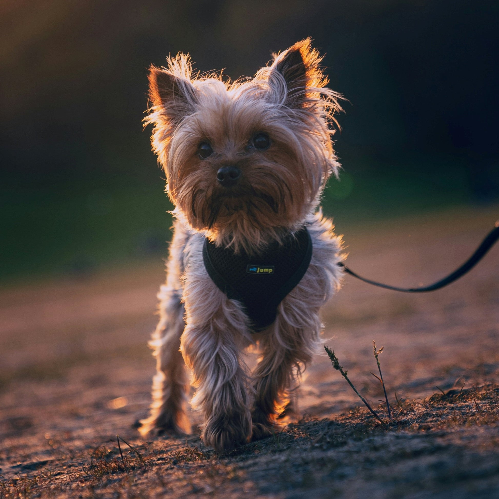 Handmade Yorkie Keychain, Yorkie Mom, Yorkie Gifts, Pet Keychain, Dog Mama, Luggage Tag, Yorkie Dog Owner Gifts, Yorkshire Terrier, Yorkie