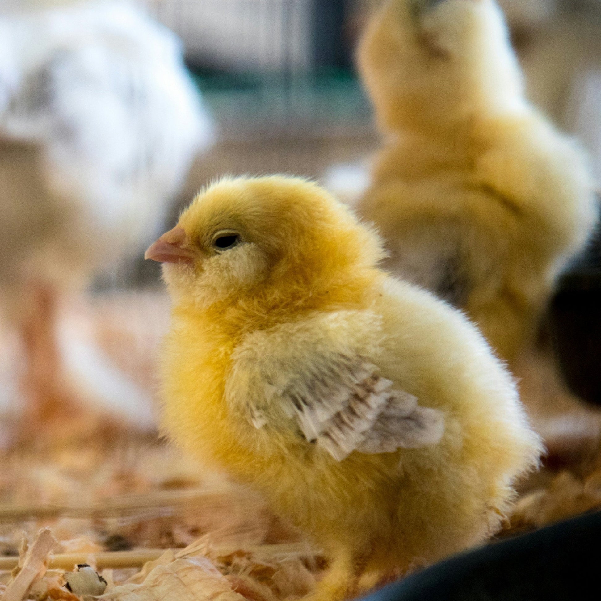 Chick Keychain, Baby Chick, Stress Relief Gift, Preschool Teacher Gift, Baby Chicks, Cheer up Gift, Farm Animals, Kids keychain, Initial