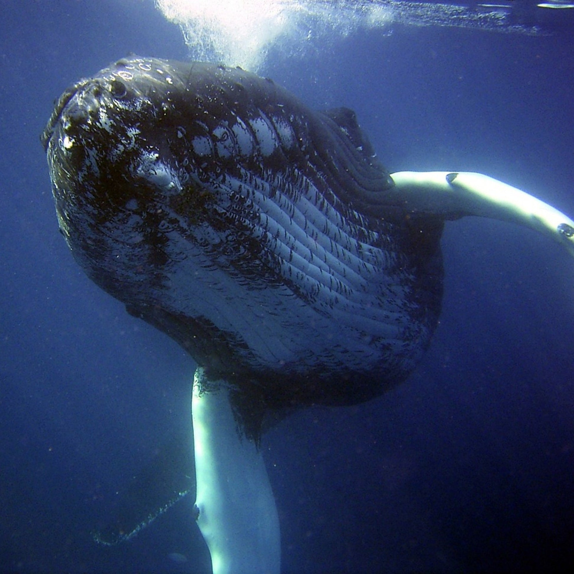 Whale Keychain, Whale Gifts, Preschool Teacher Gift, Backpack Keychain, Kids Keychain, Embroidered Keychain, Cool Keychain, Blue Whale