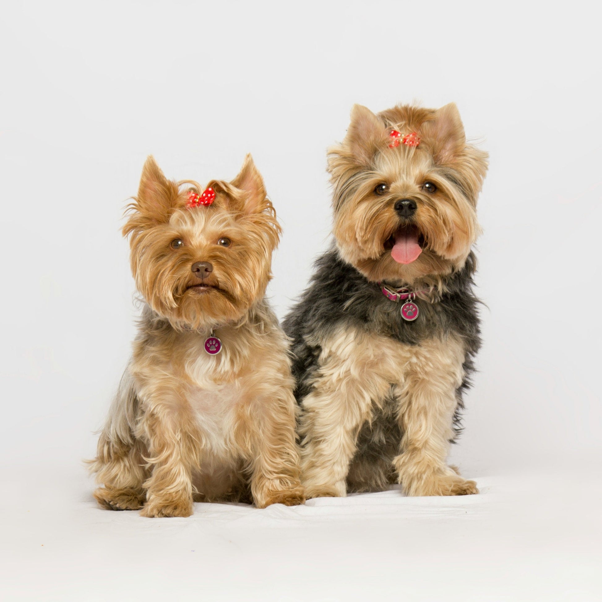 Handmade Yorkie Keychain, Yorkie Mom, Yorkie Gifts, Pet Keychain, Dog Mama, Luggage Tag, Yorkie Dog Owner Gifts, Yorkshire Terrier, Yorkie