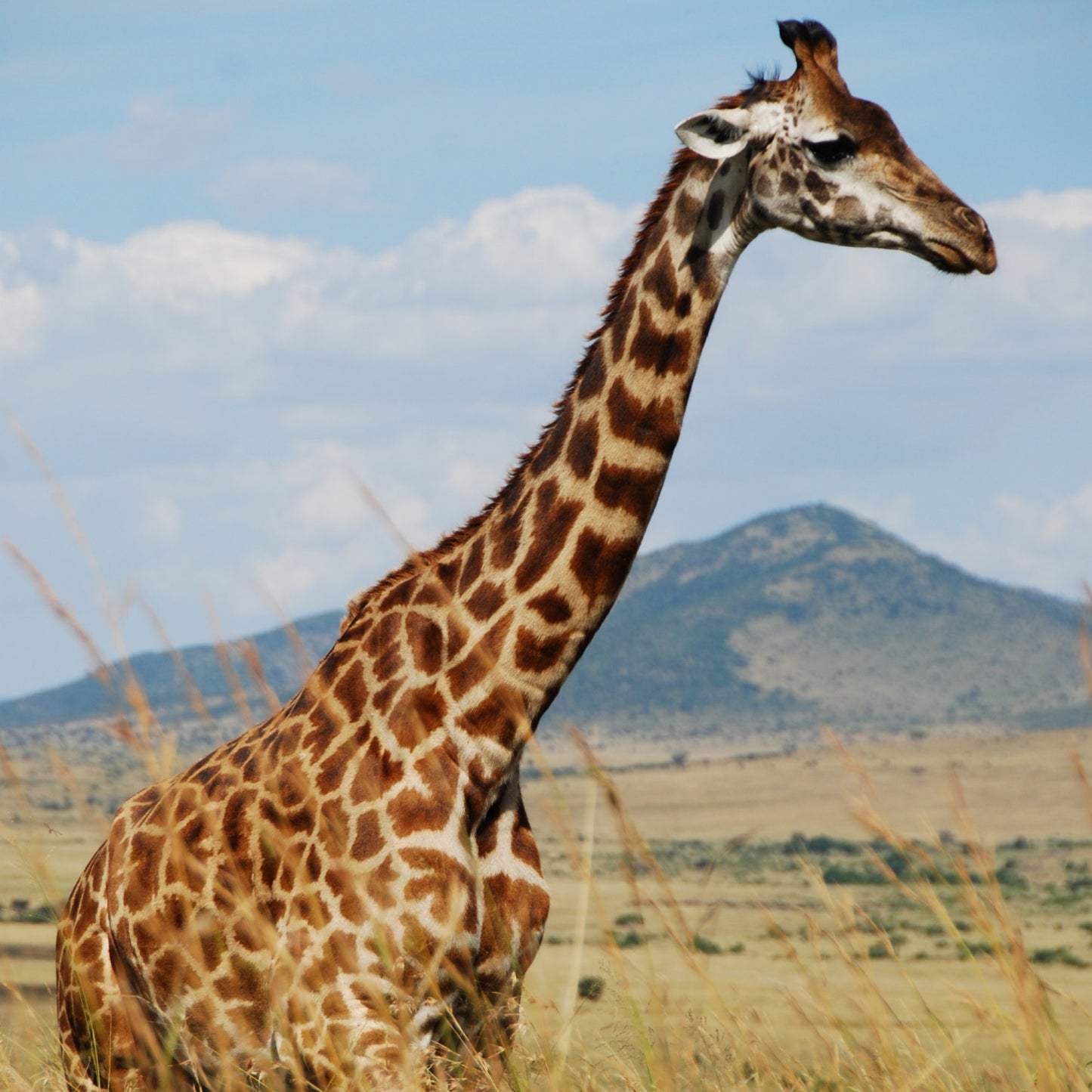 Giraffe Keychain, Giraffe Gift, Safari Animals, Embroidered Keychain, New Driver Keychain, Embroidered Letter Keychain, Backpack Keychain