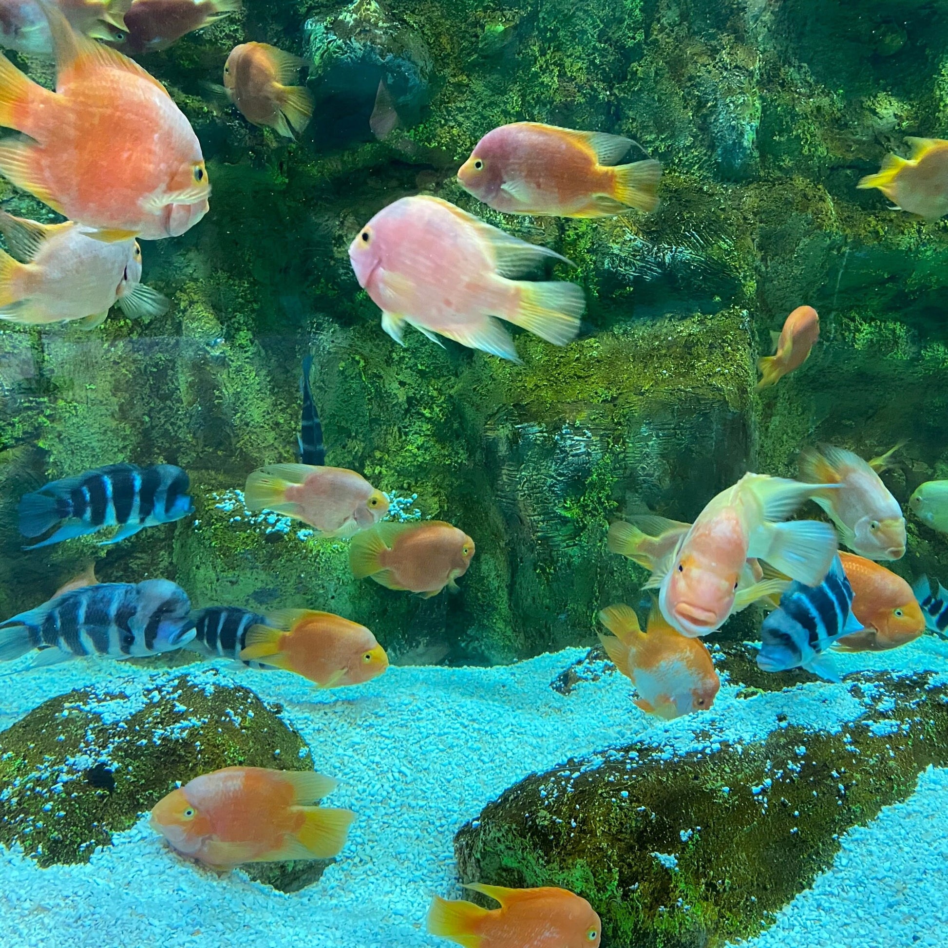 Fish Keychain, Fish Gifts, Preschool Teacher Gift, Backpack Keychain, Kids Keychain, Embroidered Keychain, Cool Keychain, Luggage Tag