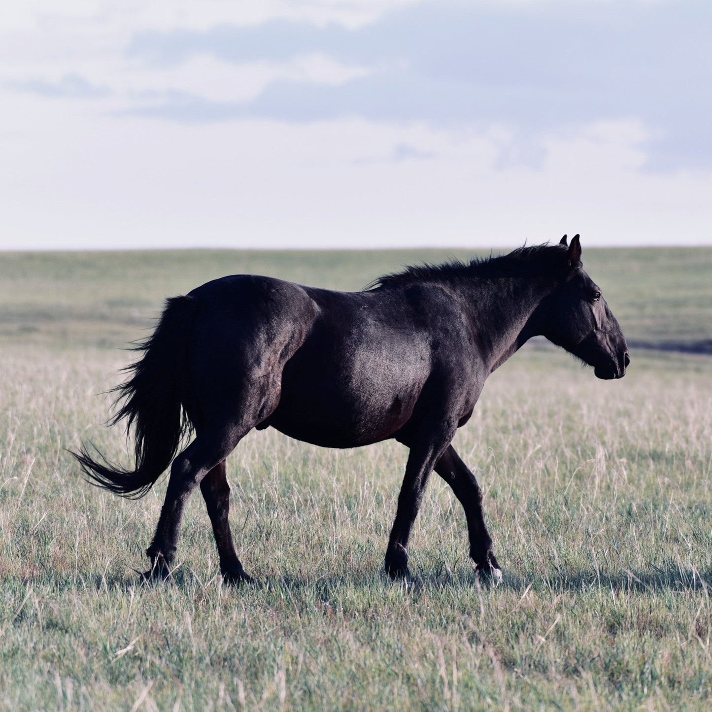 Horse Keychain, Horse Gifts, Future Equestrian, Black Horse, Equestrian Gifts, Horse Owner, Personalized Horse Gifts, Initial keychain