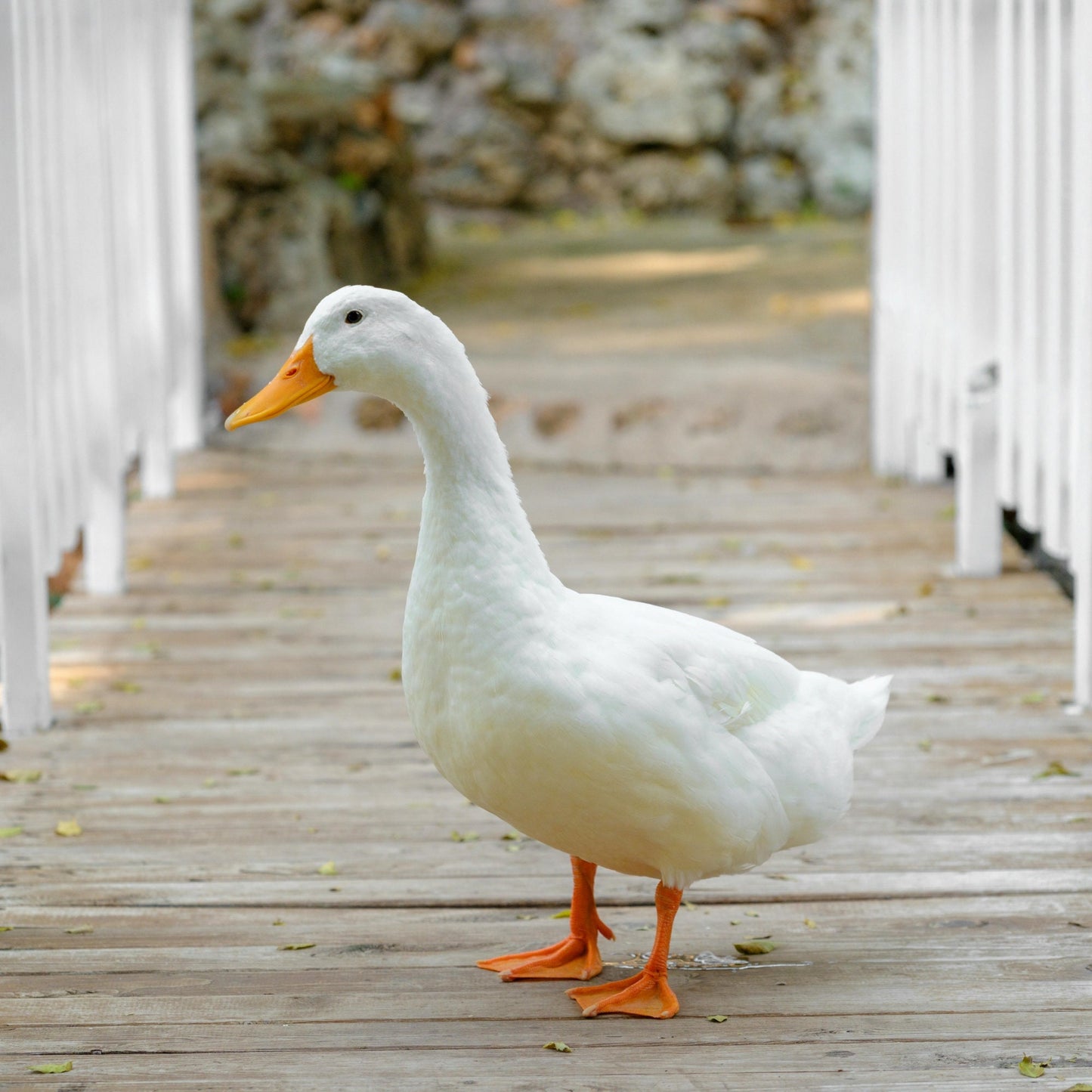 Goose Keychain, Goose Gifts, Baby Goose, Preschool Teacher Gift, Personalized keyring, Silly Goose, Farm Animals, Kids keychain