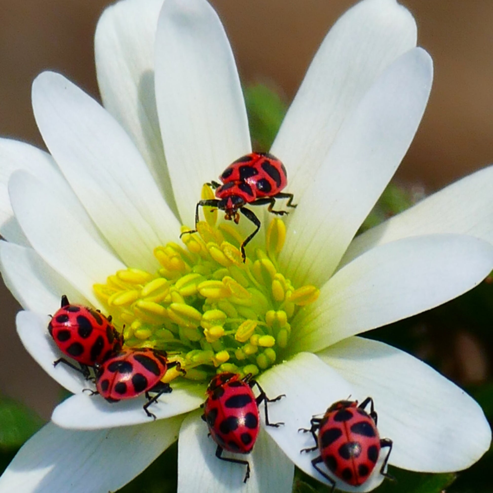 Cute LadyBug Keychain, Good Luck Gift, Best Friend Gift, Preschool Teacher Gifts, Wrist Keychain, Ladybug Gifts, Ladybug baby shower