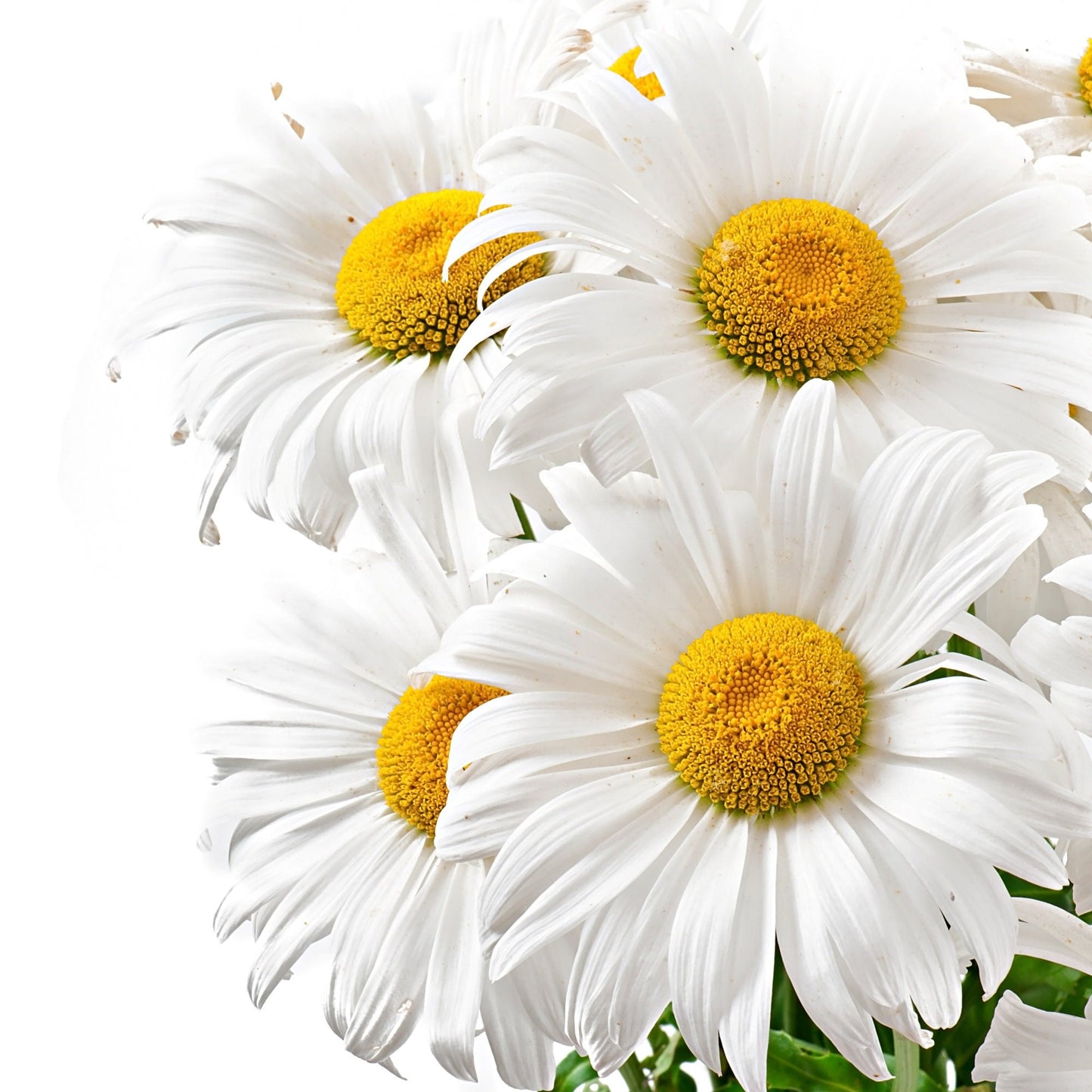 Wristlet Keychain Cute, Flowers Keychain, Daisies Gifts, Teacher Gift, Wrist Keychain, Floral Gifts, Retirement Gifts, Blue Keychain