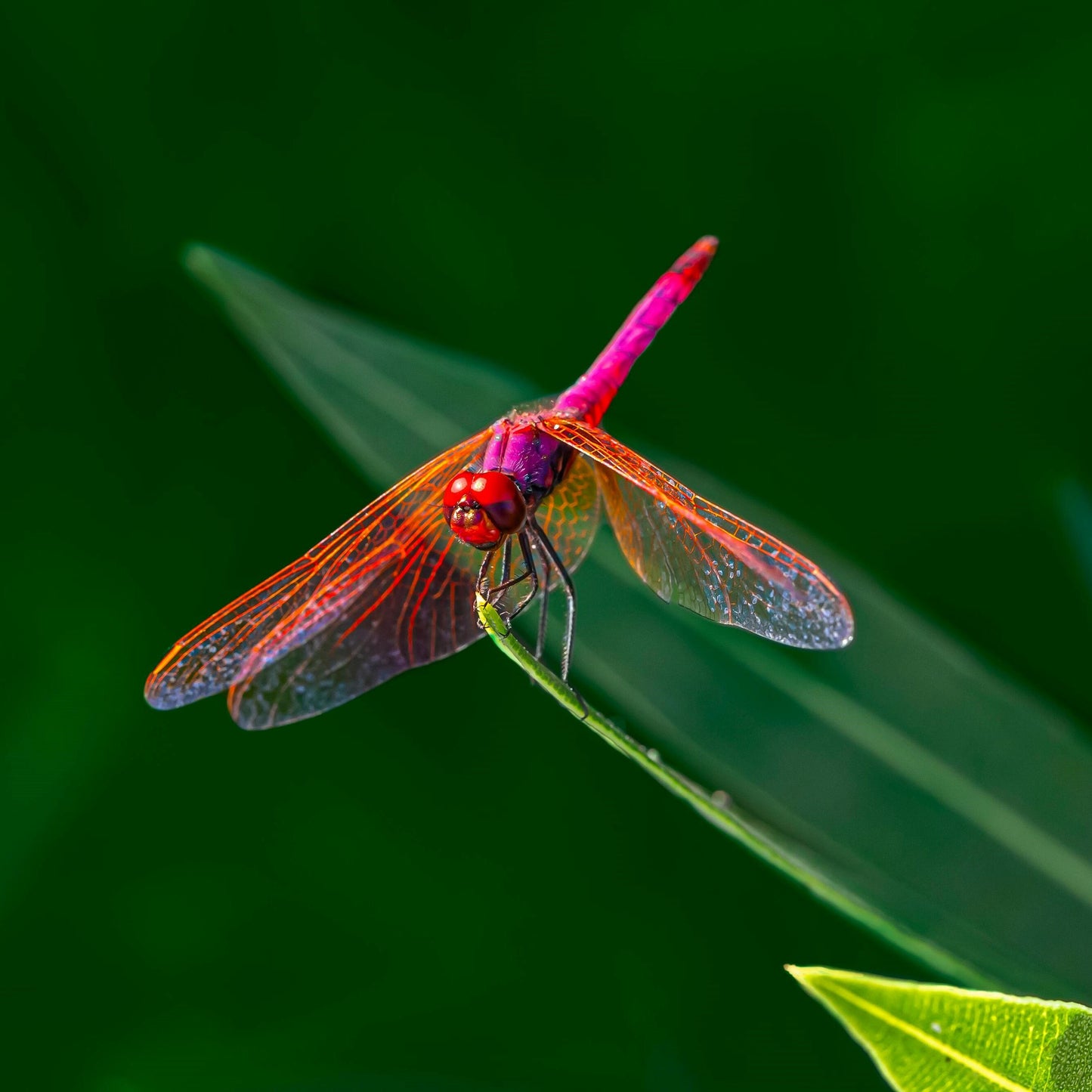 Dragonfly Keychain, Dragonfly Gifts, Dragonflys, Backpack Keychain, Letter Keychain, Embroidered Keychain, Cool Keychain, Luggage Tag