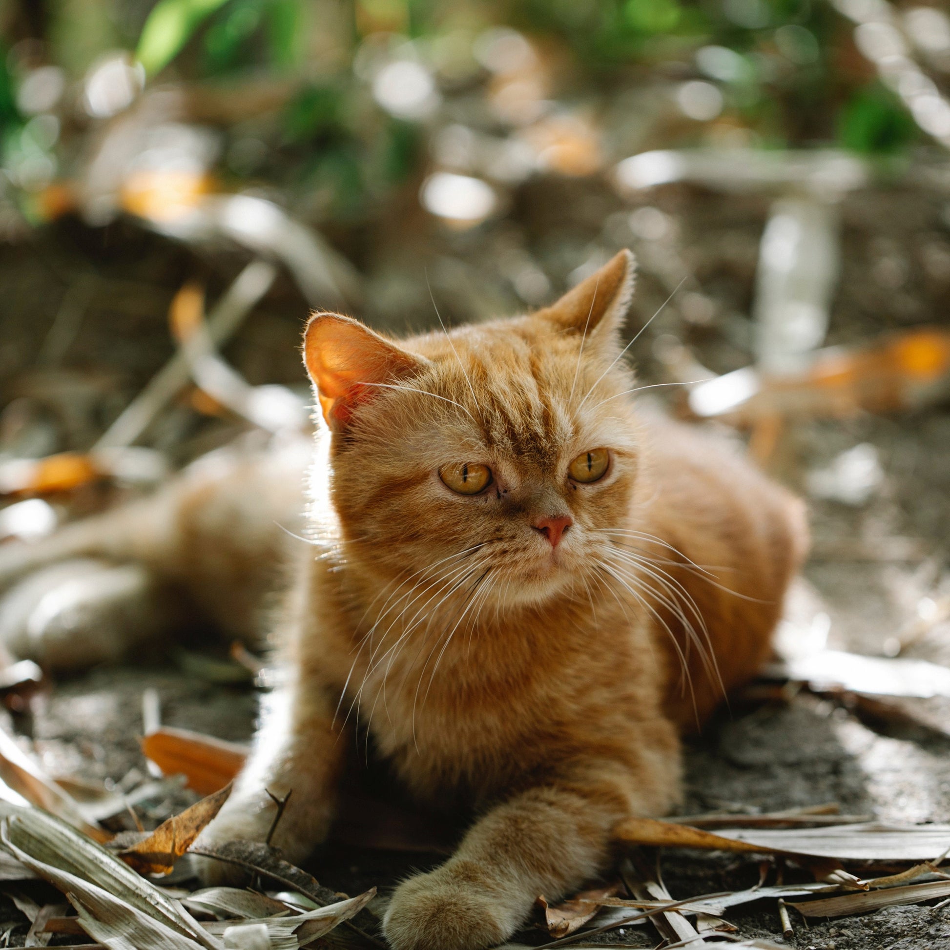 Cat Mama Keychain, Cat Paw, Vet Tech Gift, Cat Lover Gift Ideas, Embroidered Keychain, Adopt a Pet, Cat Sitter, Cat Adoption, Cat keychain