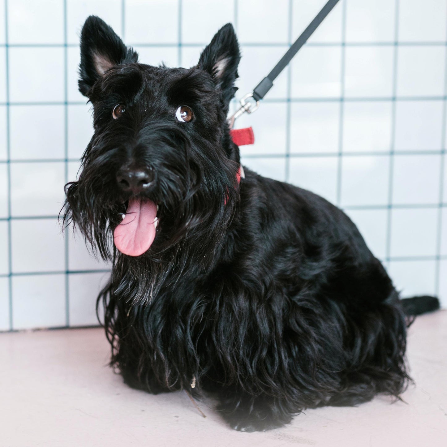 Handmade Scottish Terrier Keychain, Scottie Dog, Scottie Dog Gifts, Scottish Terrier Gifts, Life is Better with a Dog, Initial Keychain