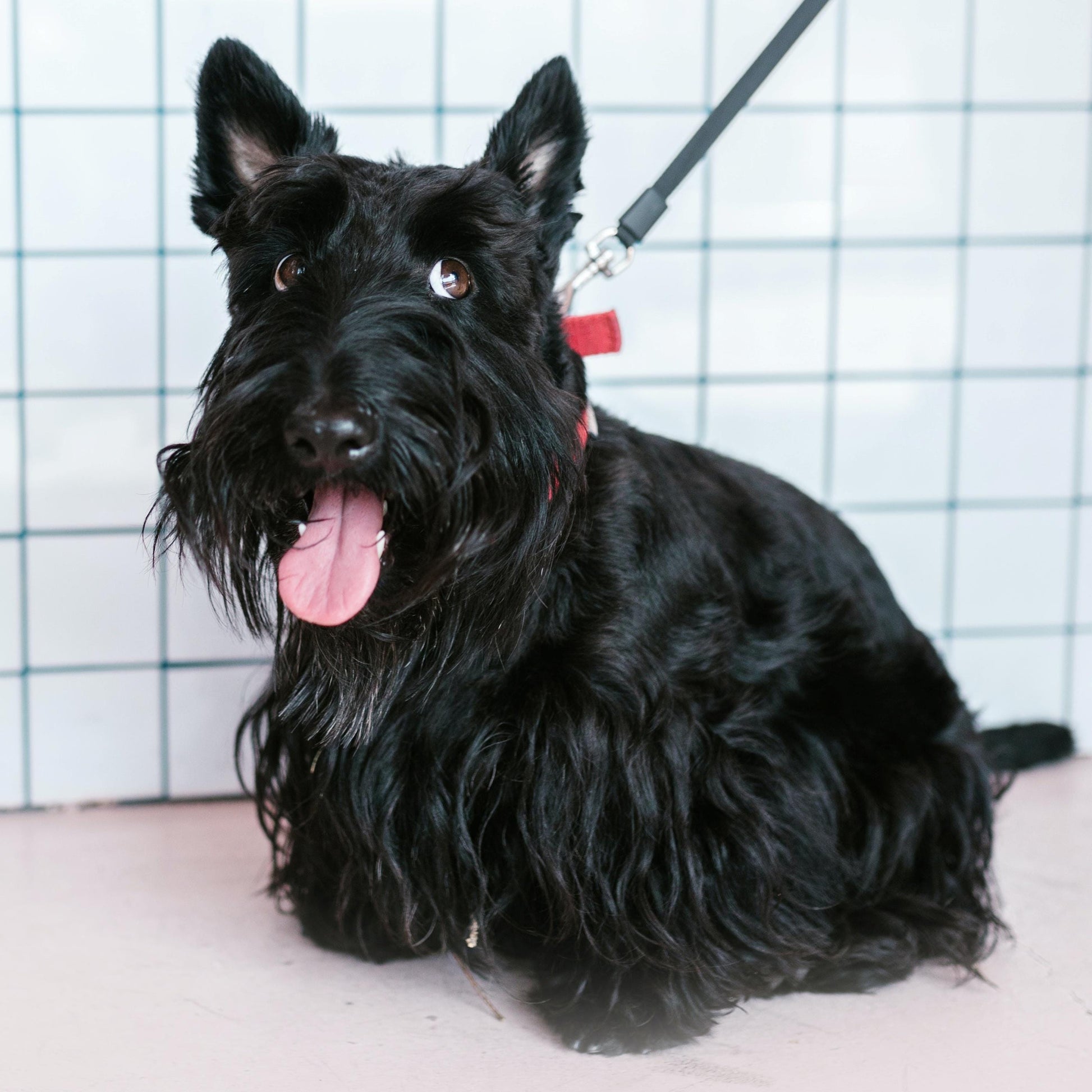 Handmade Scottish Terrier Keychain, Scottie Dog, Scottie Dog Gifts, Scottish Terrier Gifts, Life is Better with a Dog, Initial Keychain