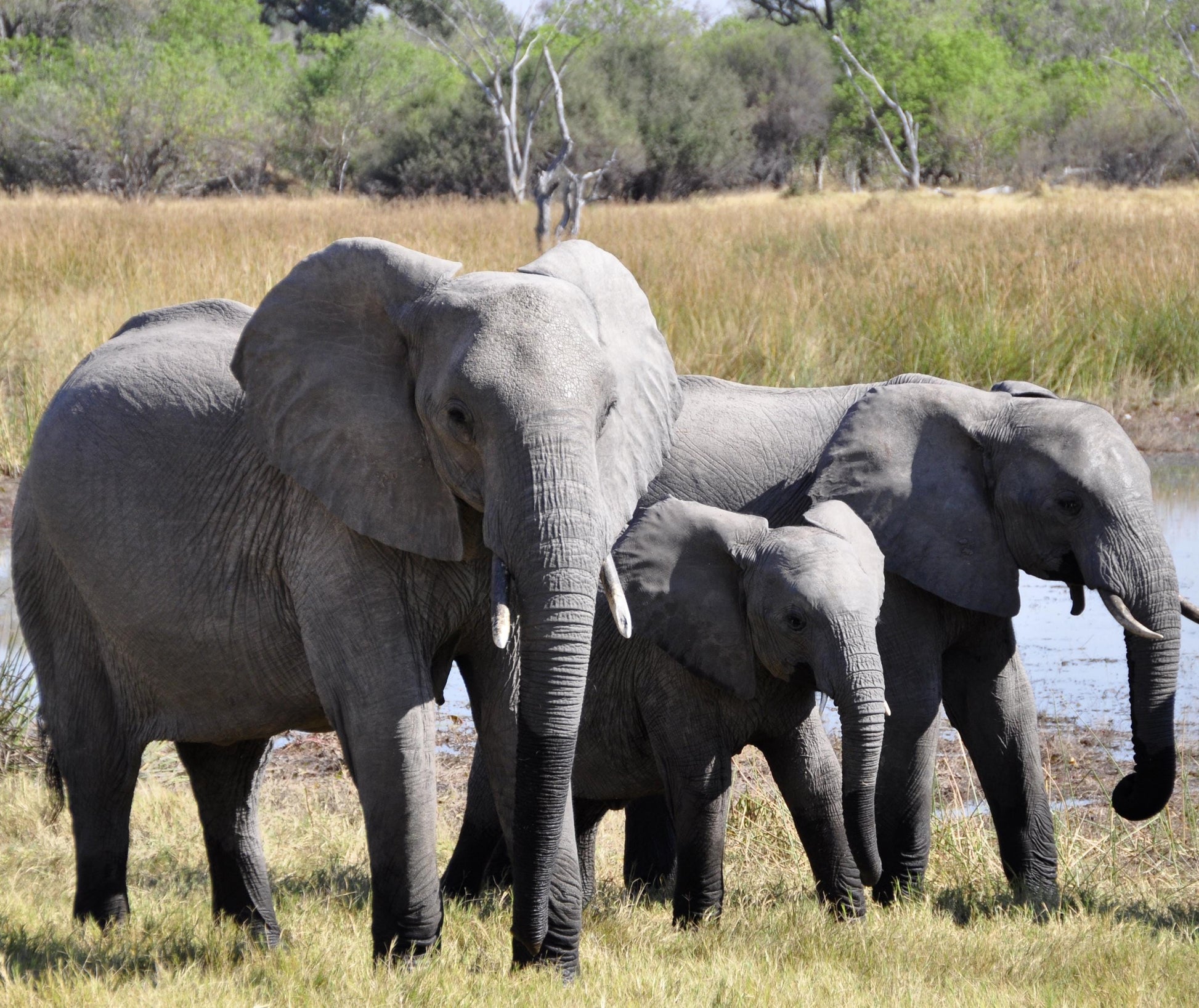 Wristlet Key Fob Elephants