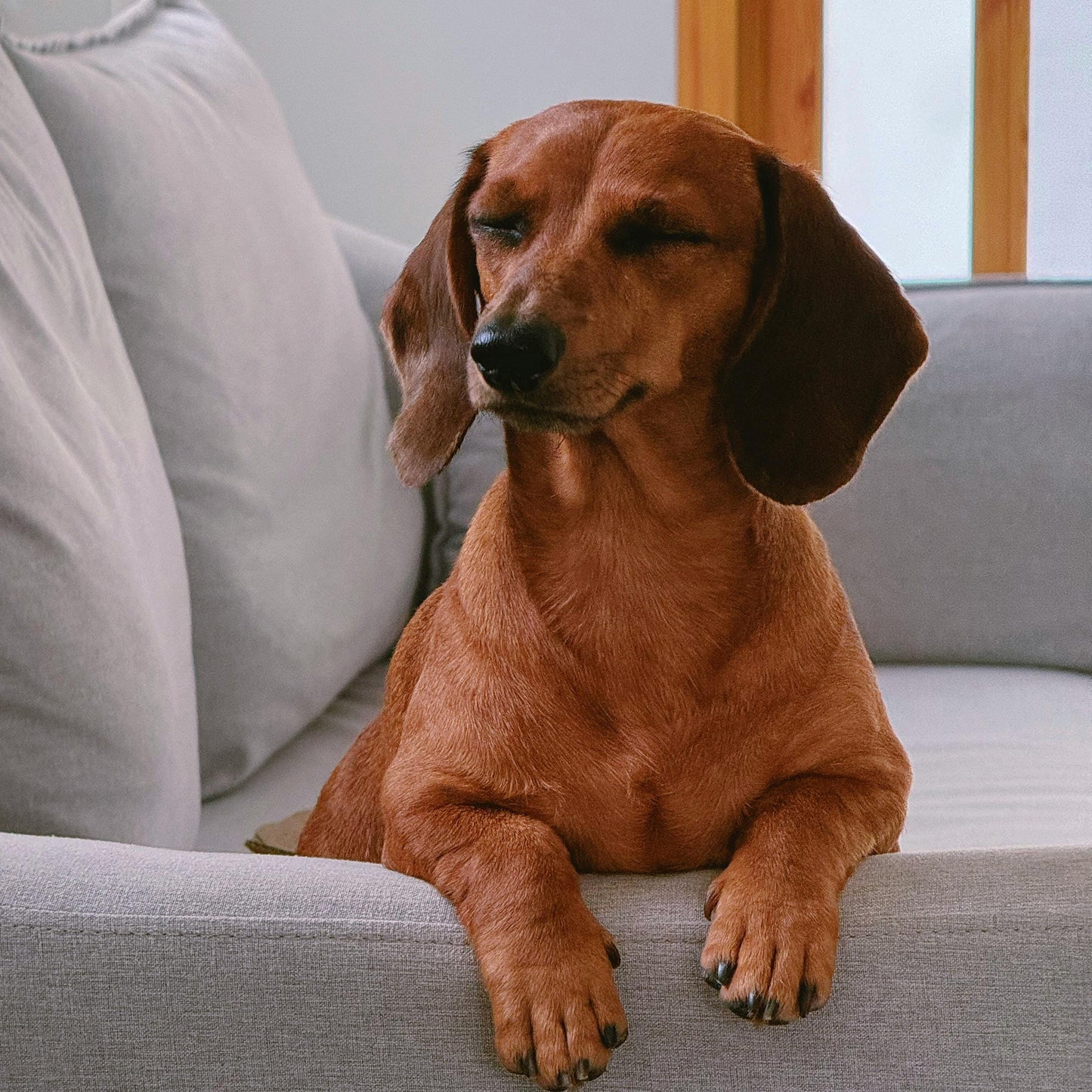 Dachshund Wristlet Keychain, Dachshund Mom, Dachshund Gift, Pet Keychain, Dachshund Dog, Sausage Dog, Dachshund Gifts, Dog Memory Gift