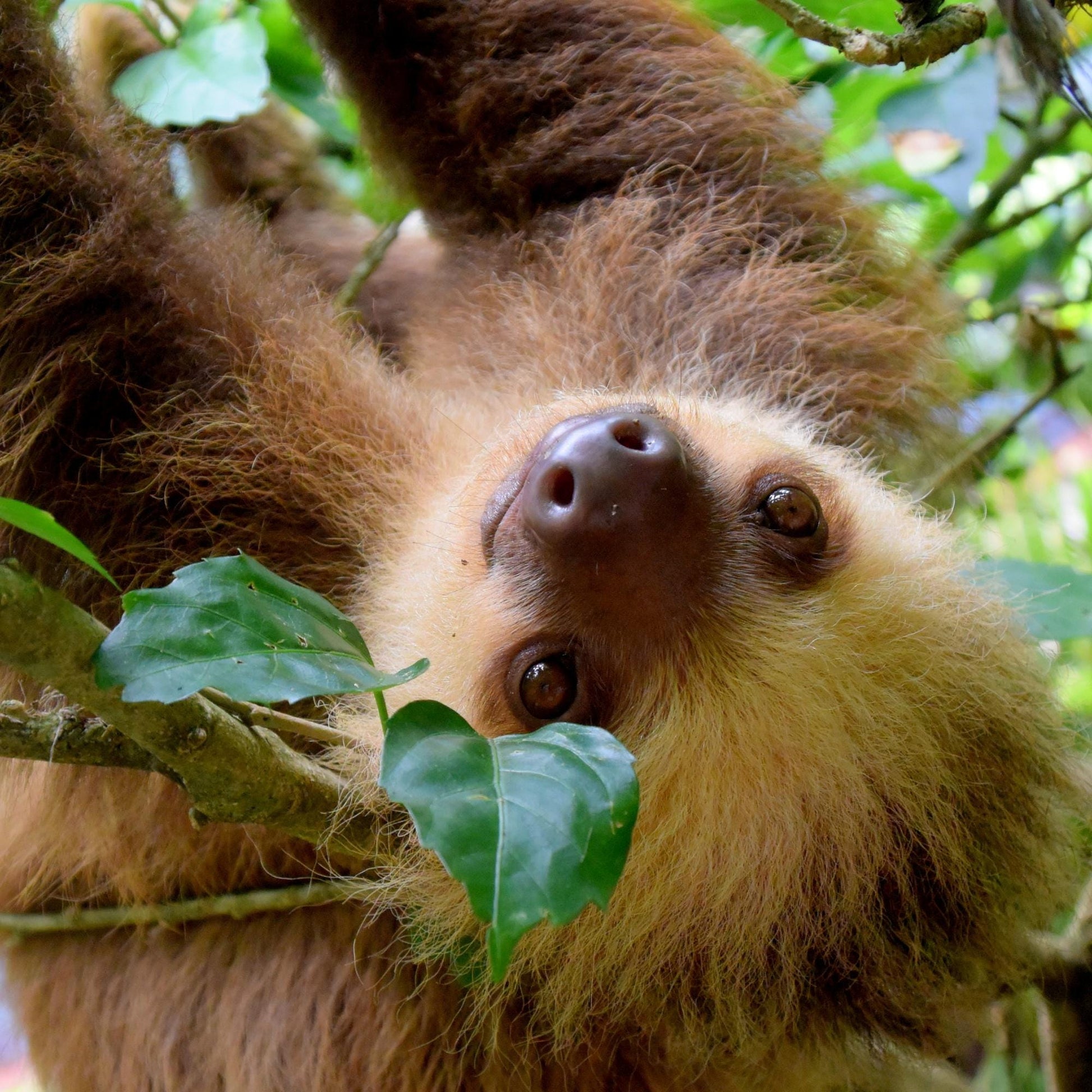 Handmade Sloth Keychain, Sloth Gifts, Sloth Gift, Popular Right Now, Personalized Gift, Sloth, Personalized Keychain, Luggage Tag