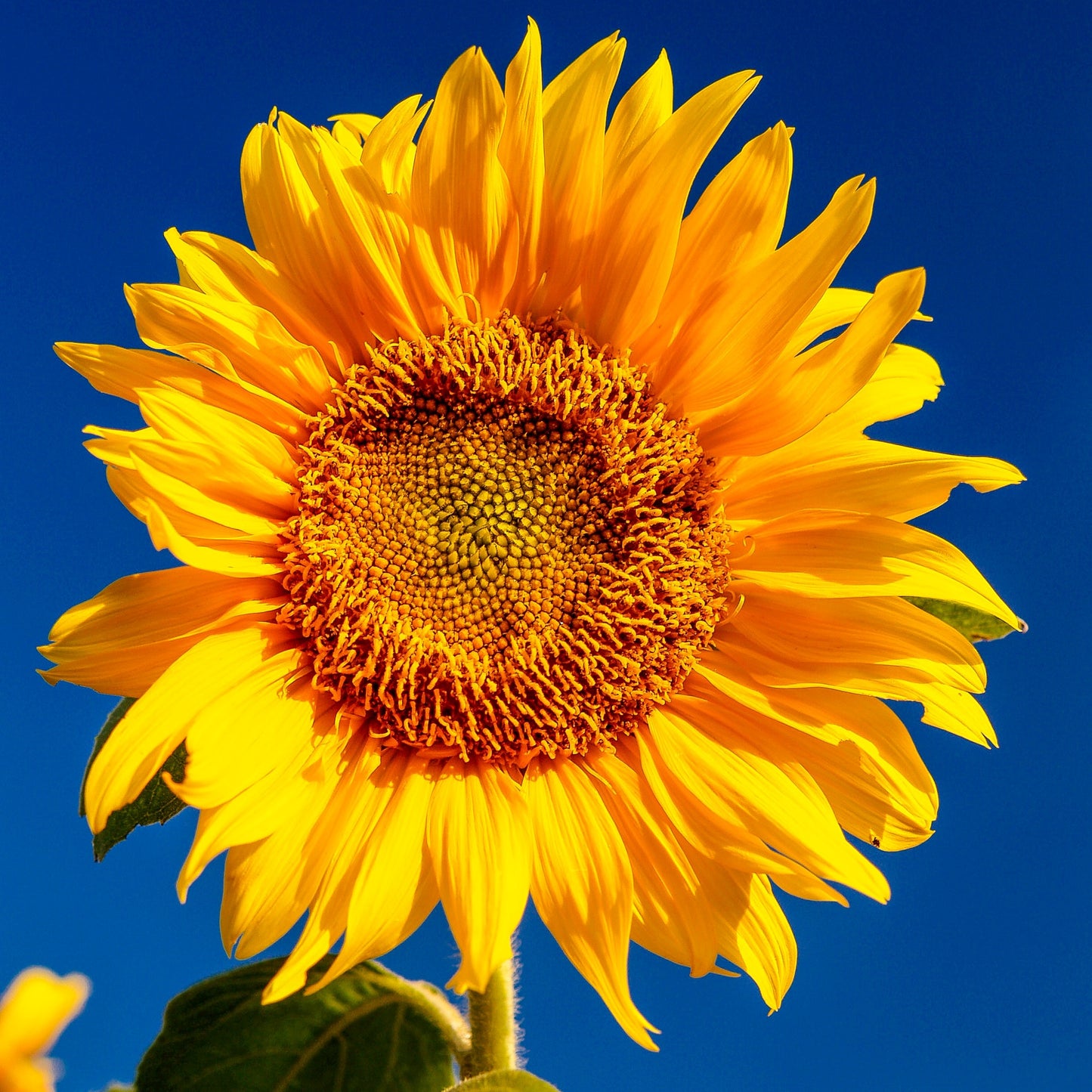 Sunflower Lanyard | Fabric Lanyard | Badge ID Holder | Name Tag Lanyard | Keychain | Lanyard for Keys | Floral Lanyard | Sunflowers